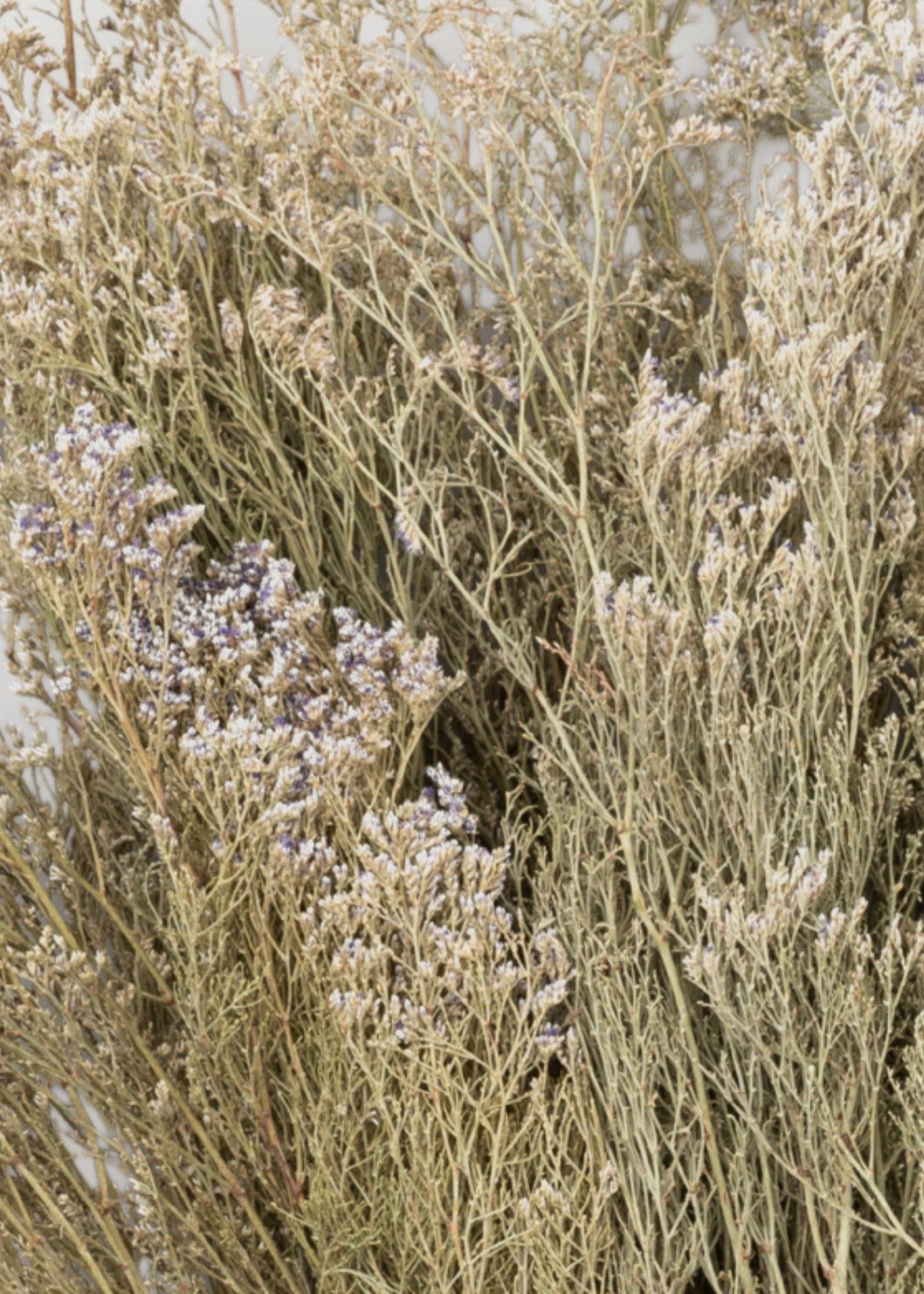 Natural White Dried Caspia Flowers - 4 oz Bunch