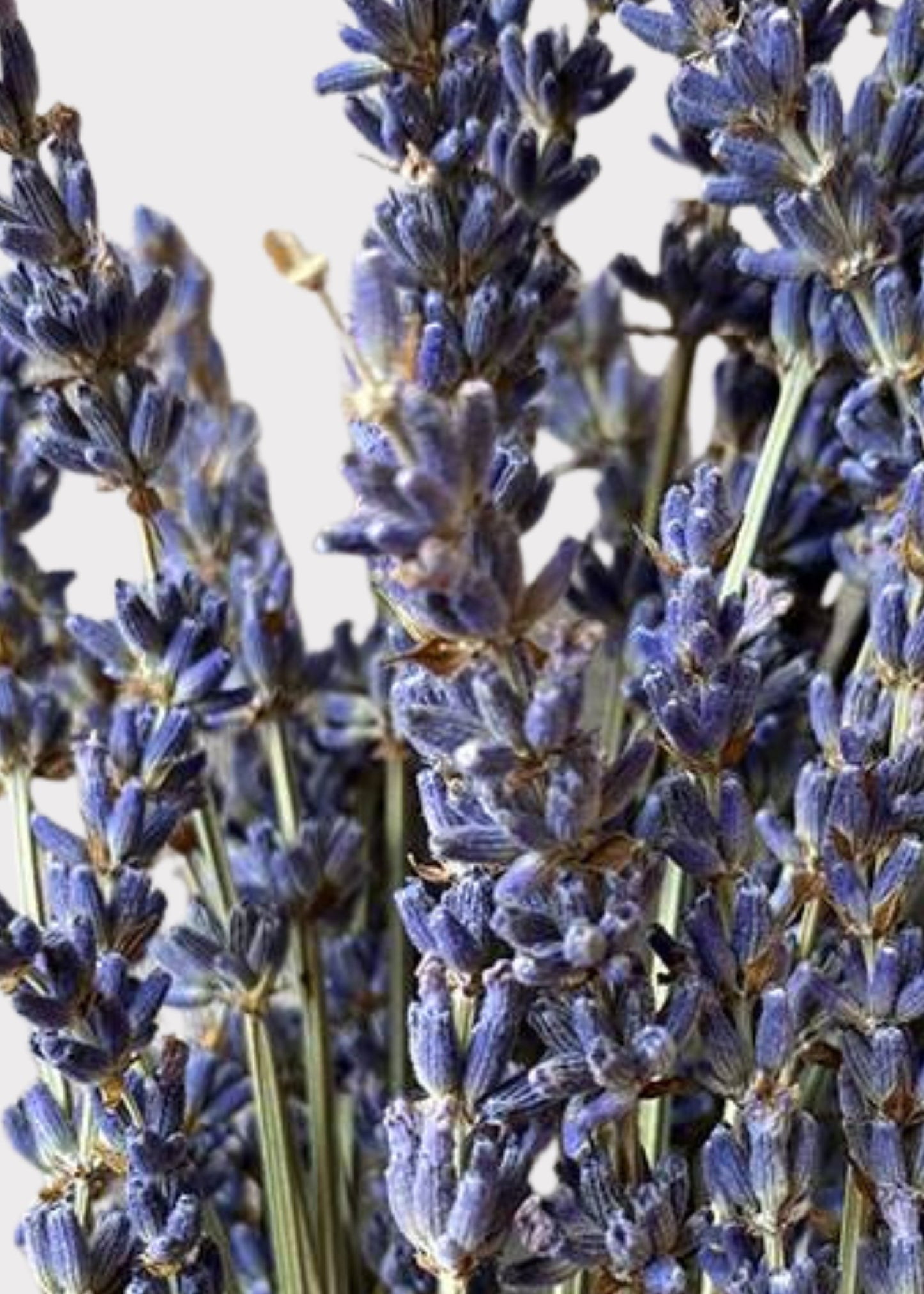 Natural Fragrant Lavender Dried Flowers - 3.5 oz Bunch
