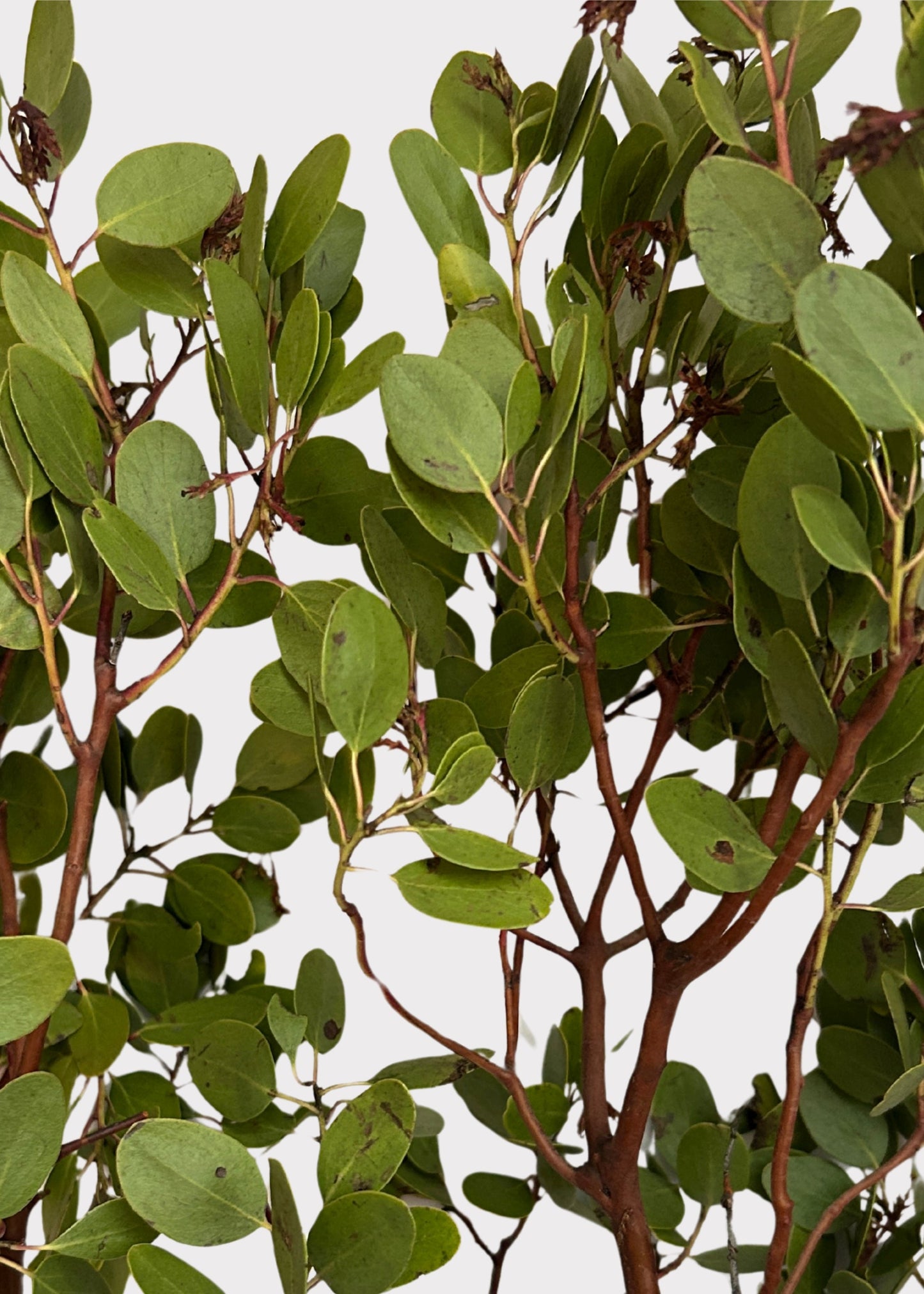 FRESH Manzanita Branches with Leaves - 36-48"
