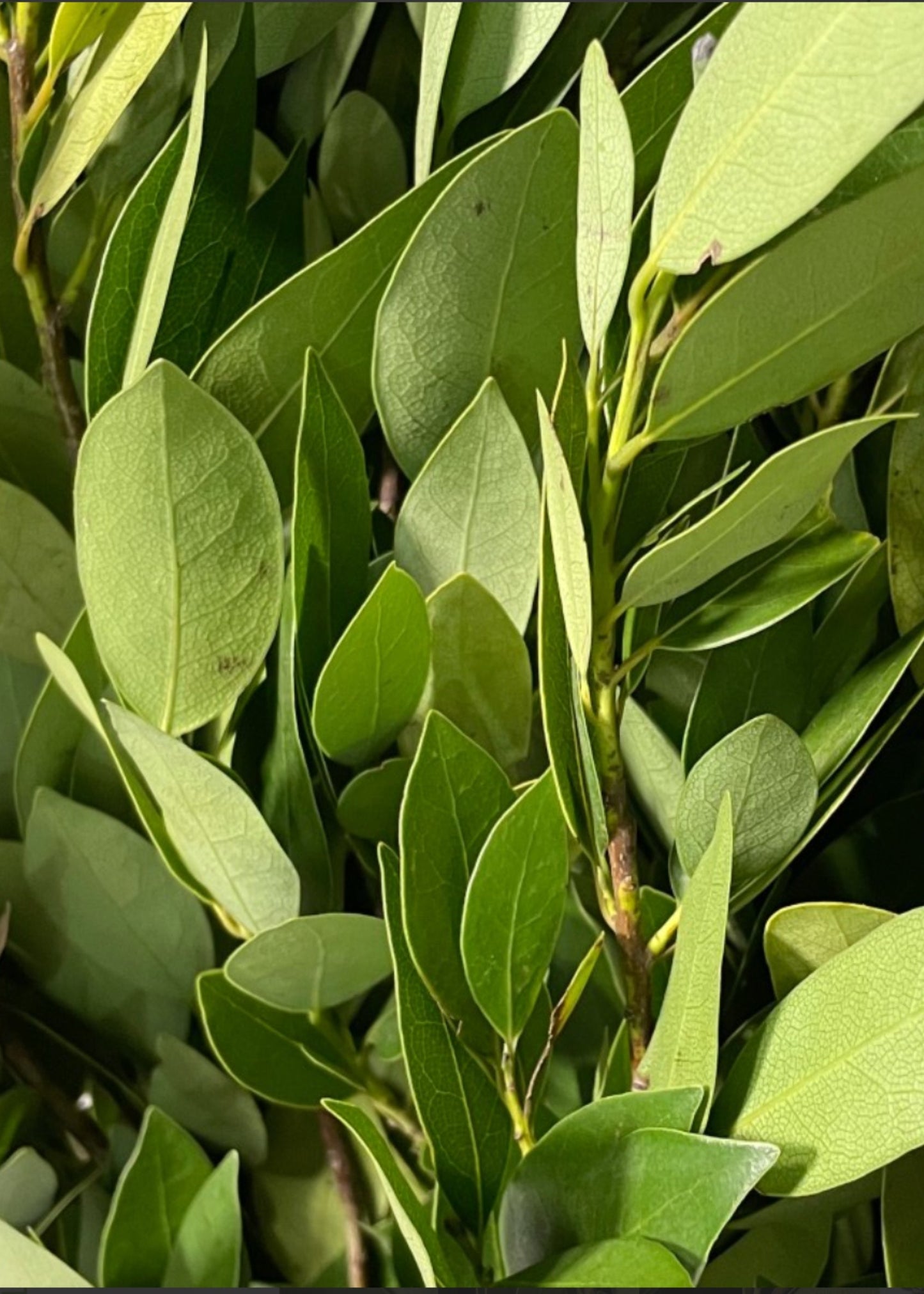FRESH Large Fragrant Bay Leaf Bunch - 25-30"
