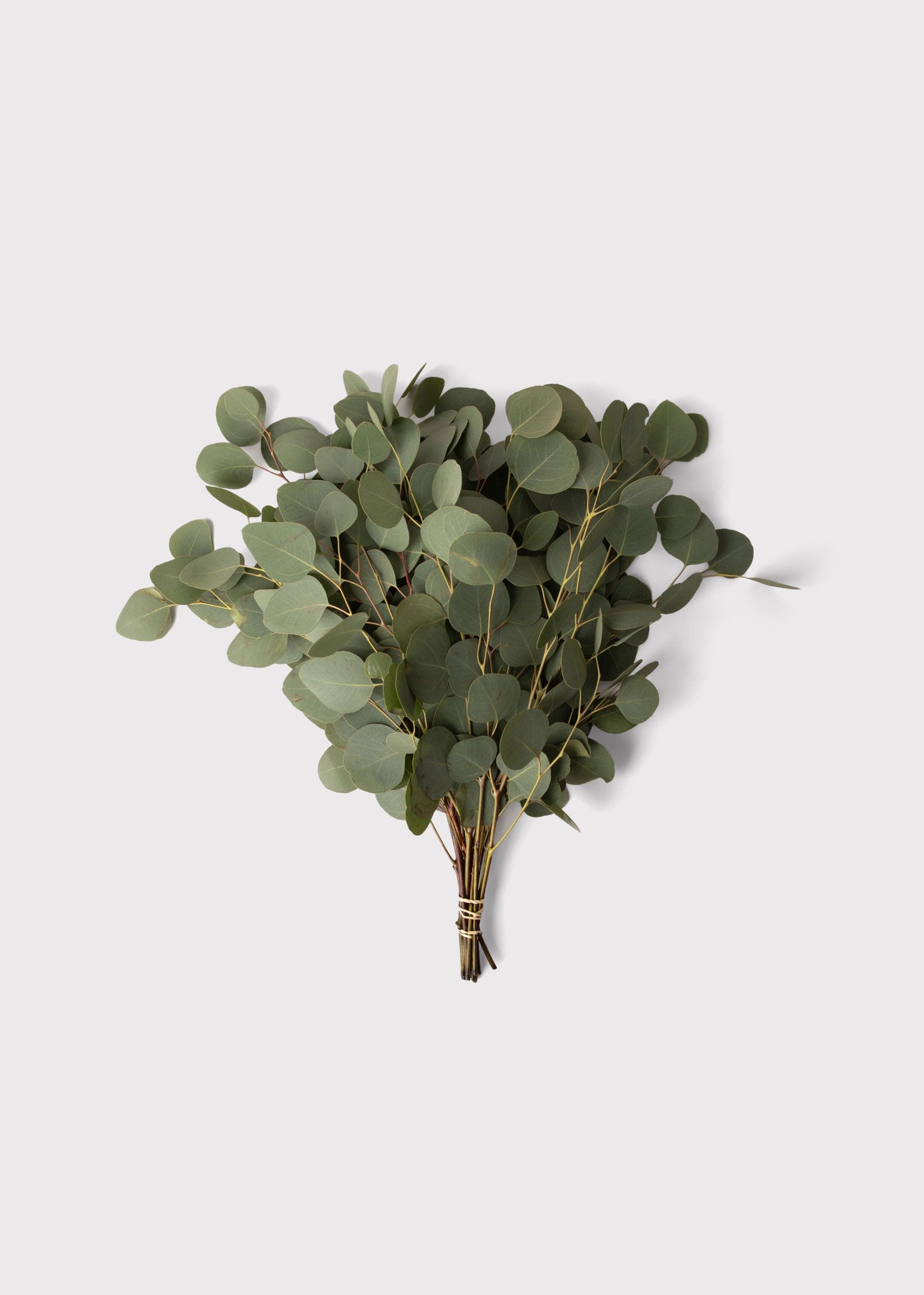 FRESH Silver Dollar Eucalyptus Leaf Bunch - 18"