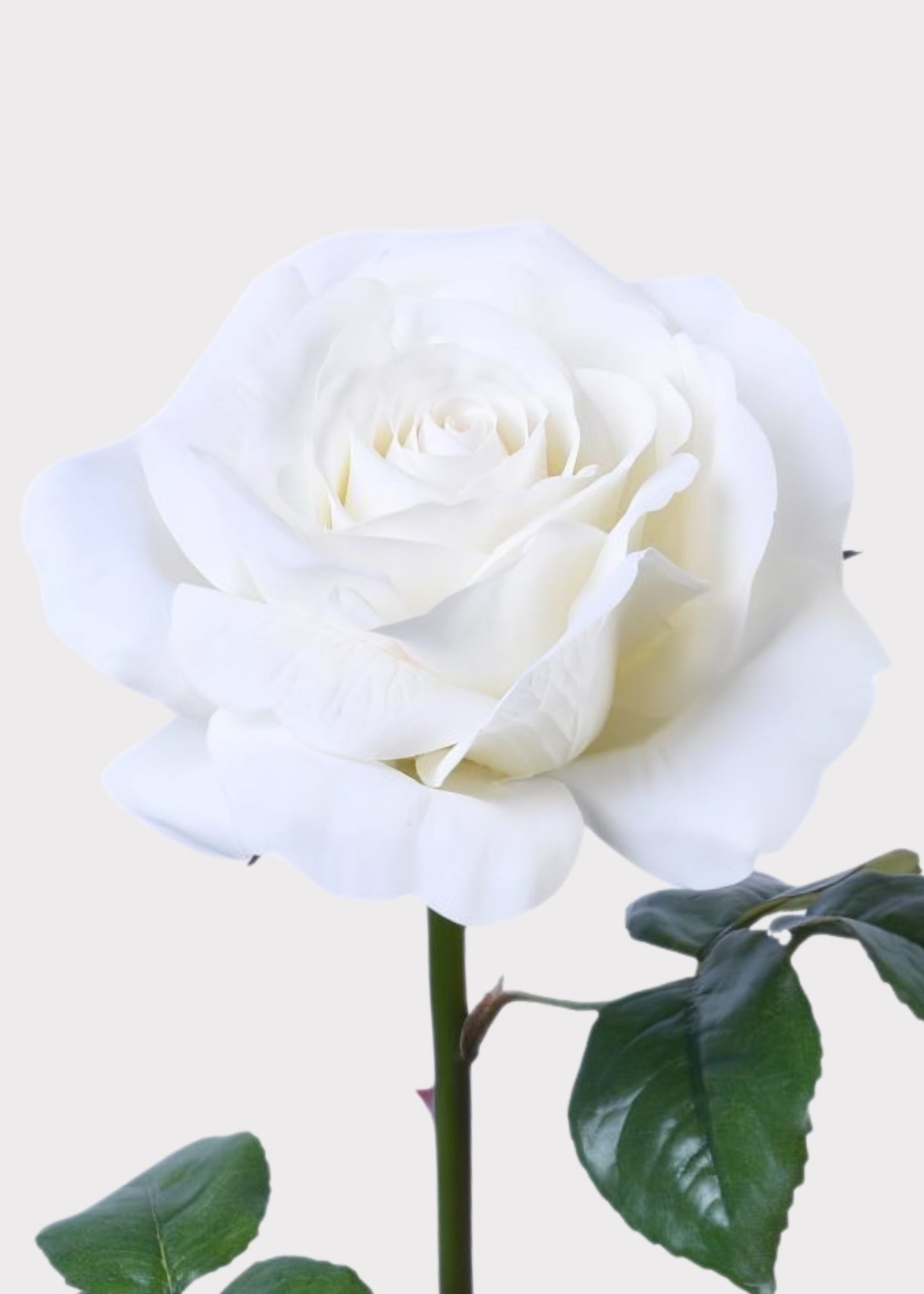 Natural Touch Artificial Rose in White - 35.25"