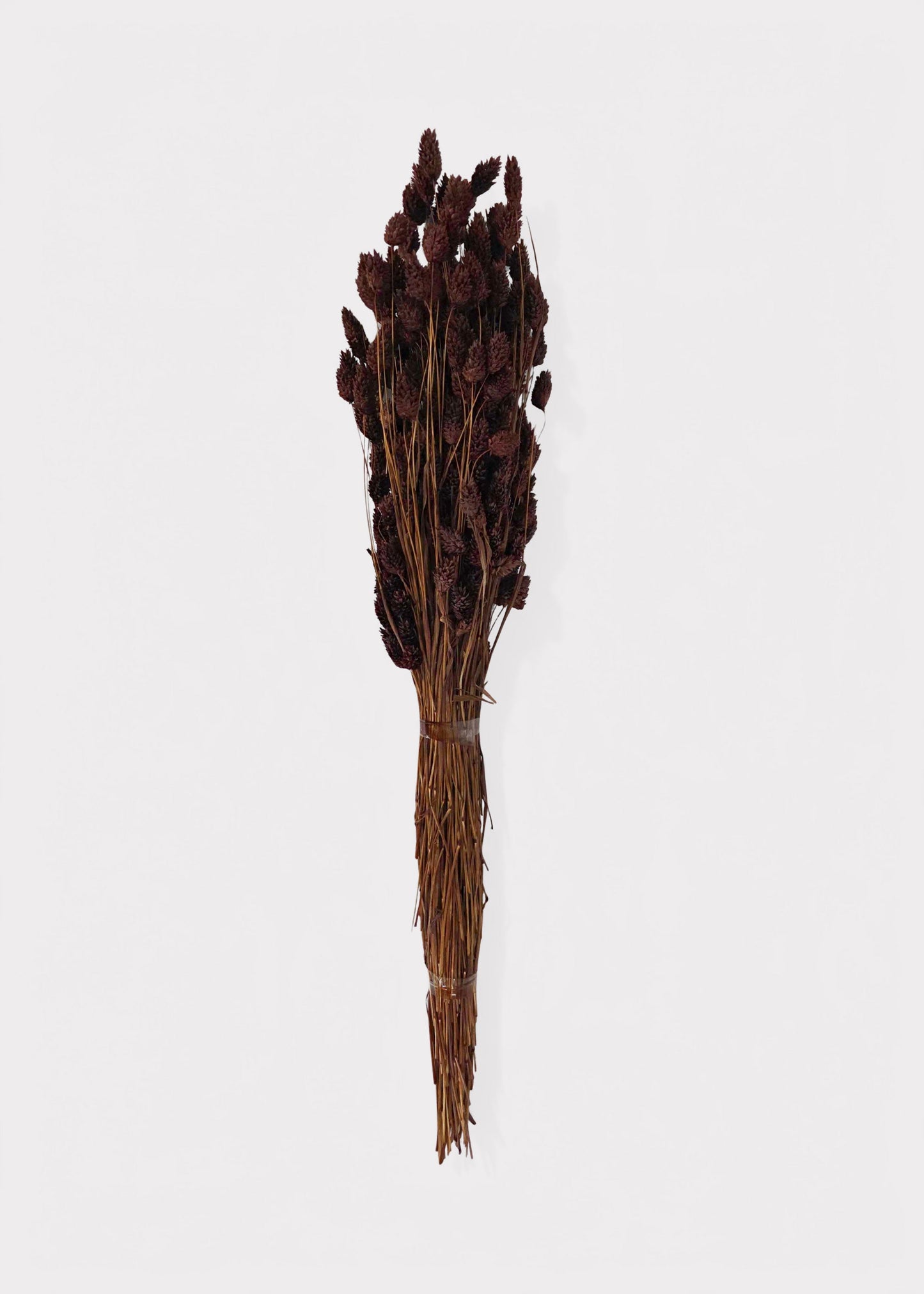 Dried Phalaris Grass Bunch in Chocolate Brown - 20-28"