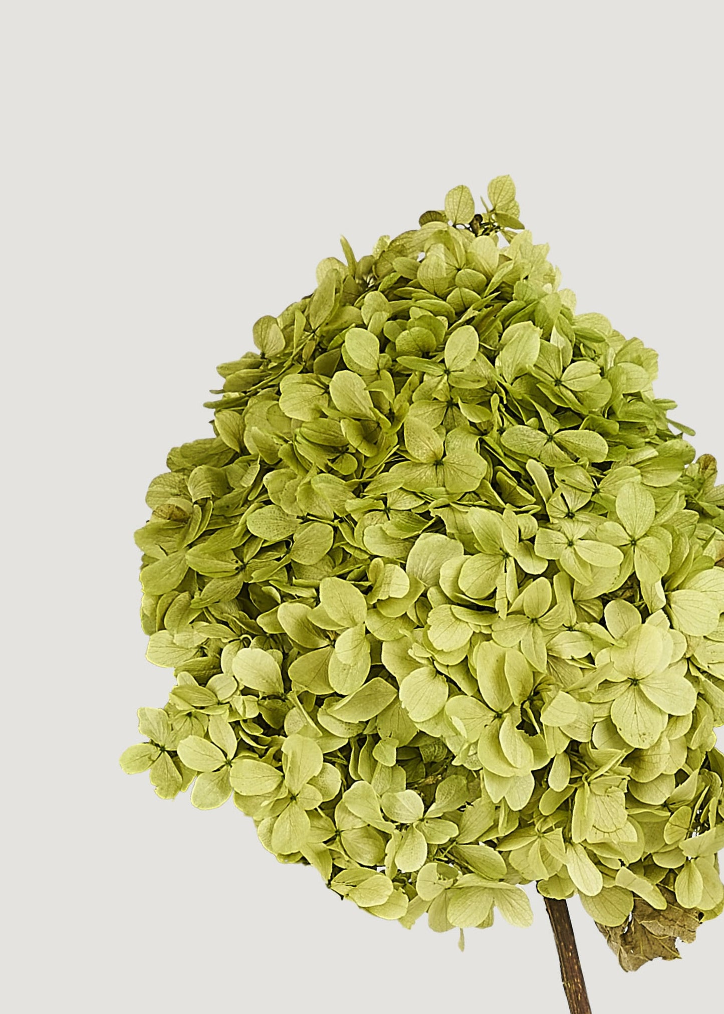 Chartreuse Green Preserved Hydrangea Flower Stem Bundle of 3
