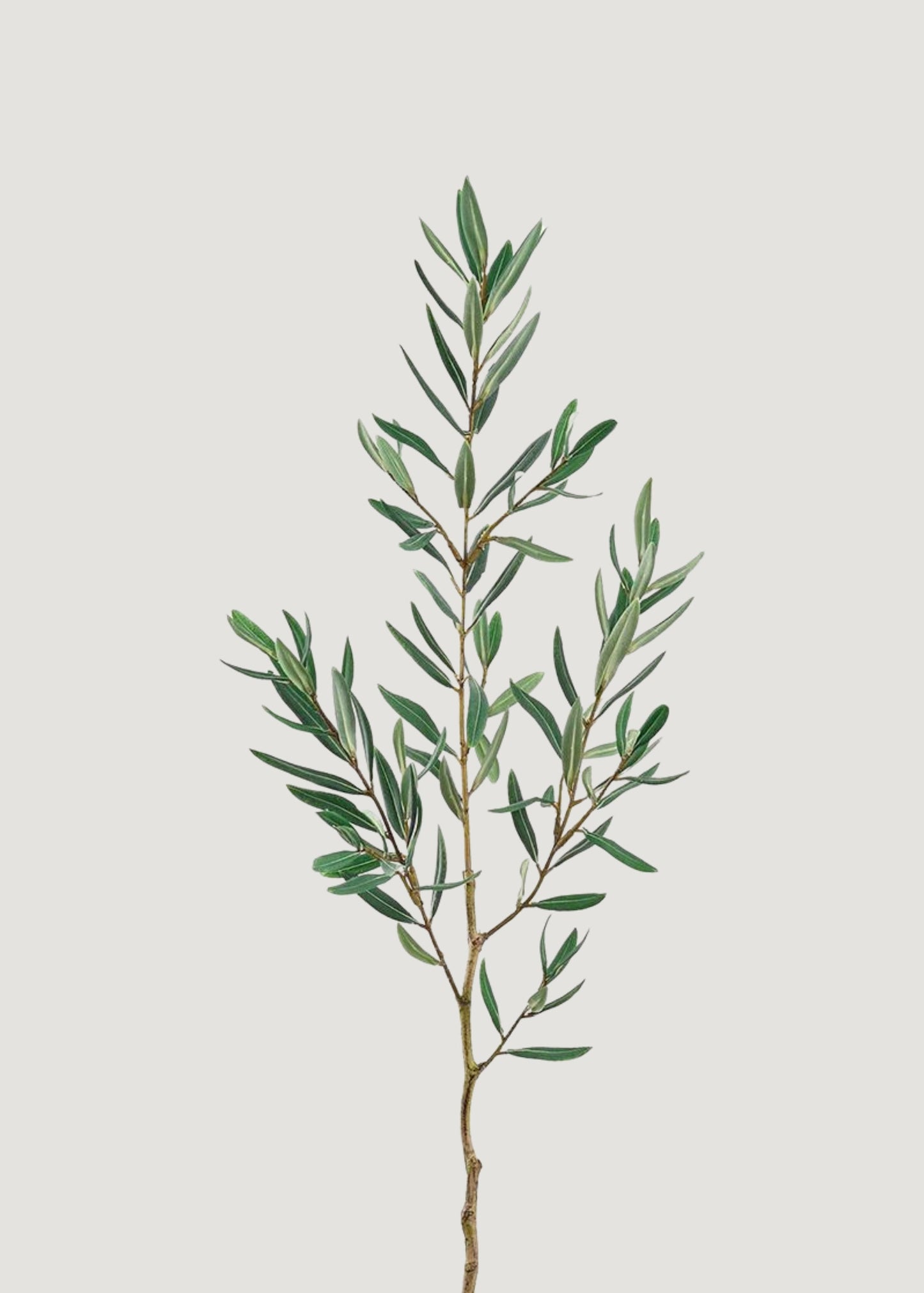 Artificial Olive Leaf Branch - 36"