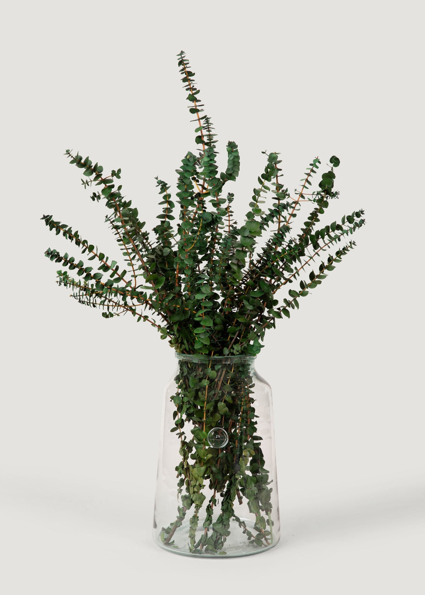 Preserved Eucalyptus Bundle - 1 lb