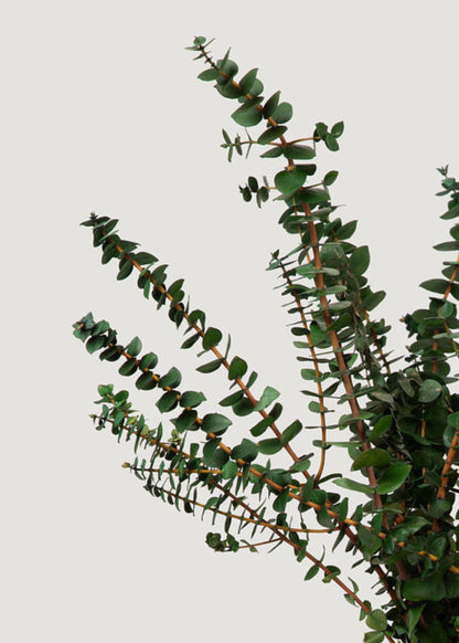 Preserved Eucalyptus Bundle - 1 lb