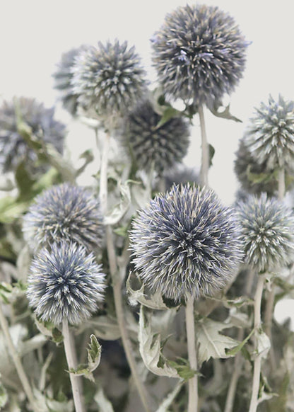 Blue Dried Echinops Globe Thistles - 16-22"