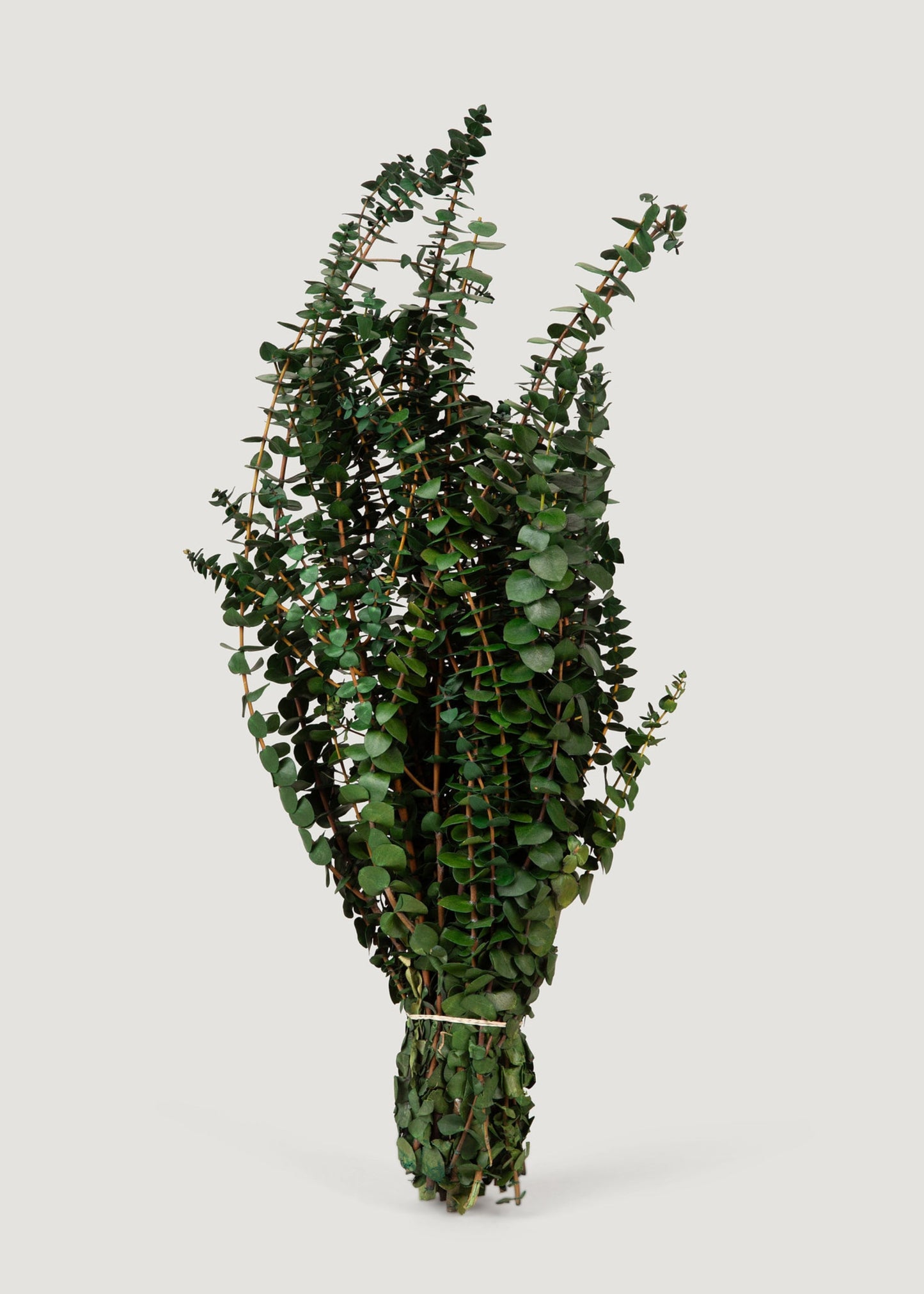 Preserved Eucalyptus Bundle - 1 lb