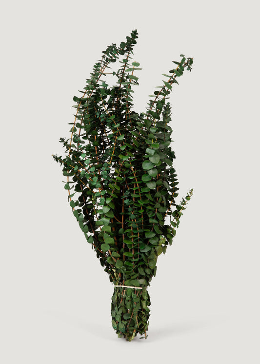 Preserved Eucalyptus Bundle - 1 lb