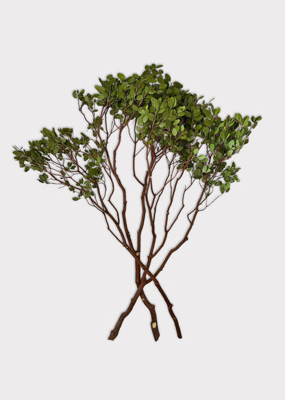FRESH Manzanita Branches with Leaves - 36-48"