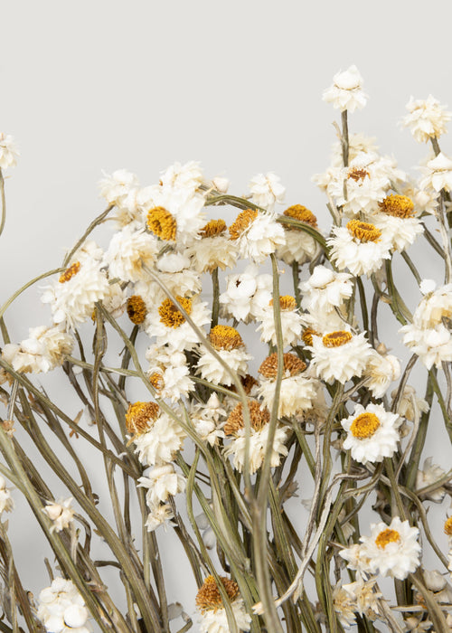 Natural White Dried Ammobium Flowers - 4 oz Bunch