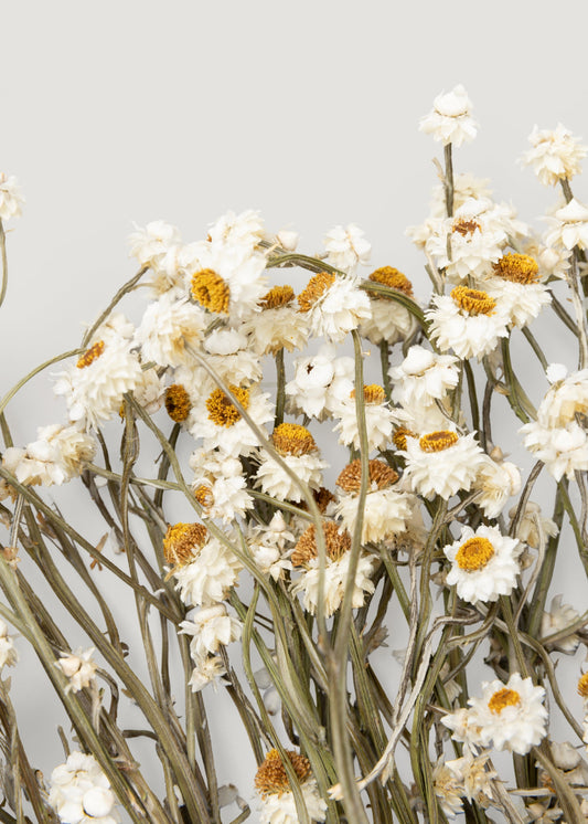 Natural White Dried Ammobium Flowers - 4 oz Bunch