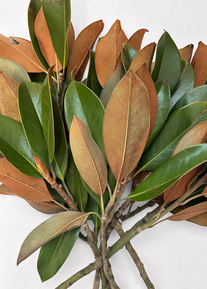 FRESH Magnolia Leaf Bunch - 12-18"