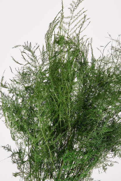 Preserved Asparagus Plumosus Fern  - 12"-28"