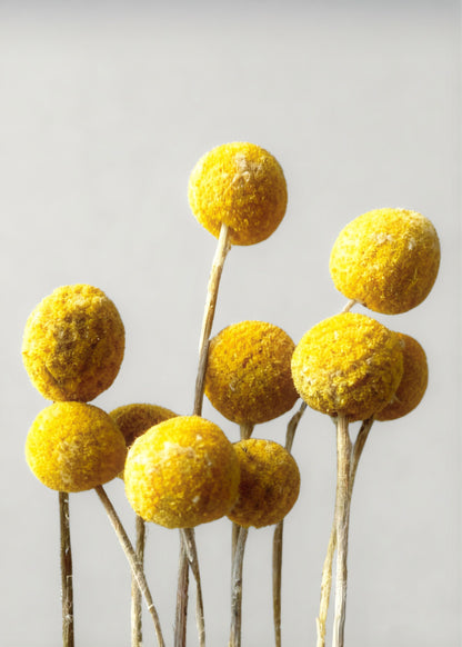Bundle of 10 Dried Yellow Craspedia Billy Button Flowers - 22"
