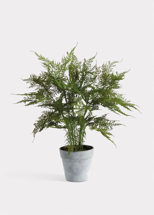 Artificial Plumosus Fern Potted Plant - 21"