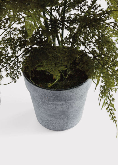 Artificial Plumosus Fern Potted Plant - 21"