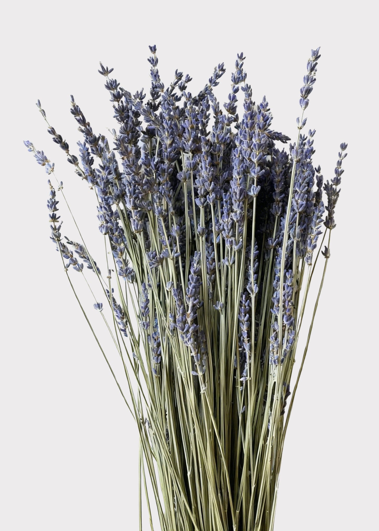 Natural Fragrant Lavender Dried Flowers - 3.5 oz Bunch