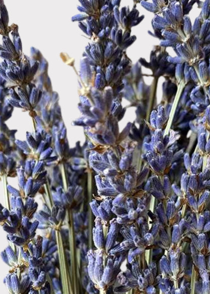 Natural Fragrant Lavender Dried Flowers - 3.5 oz Bunch