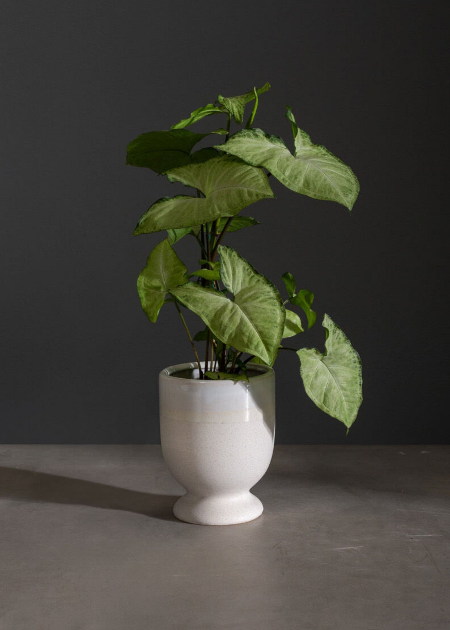 Footed Ceramic Laney Vase in Speckled White - 6.5"