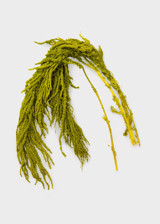 Green Preserved Hanging Amaranthus Flowers - 32-40"