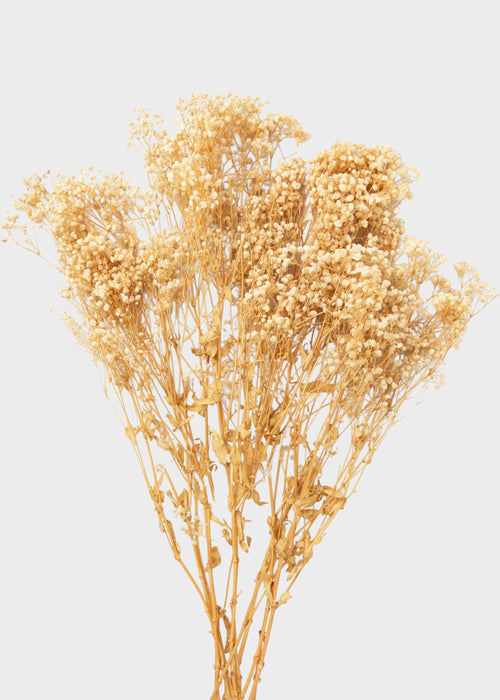 Natural Beige Preserved Gypsophila Flowers - 8.25 oz Bunch