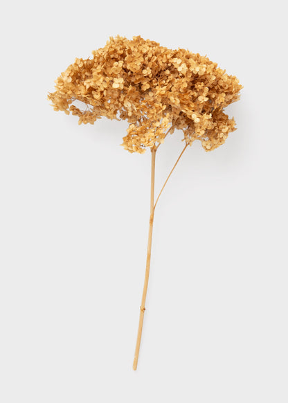 Natural Beige Dried Hydrangea Flower Stem