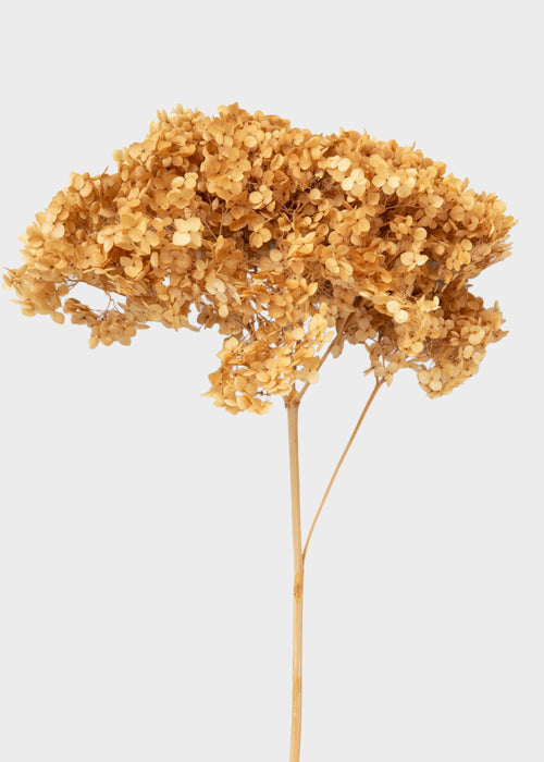 Natural Beige Dried Hydrangea Flower Stem