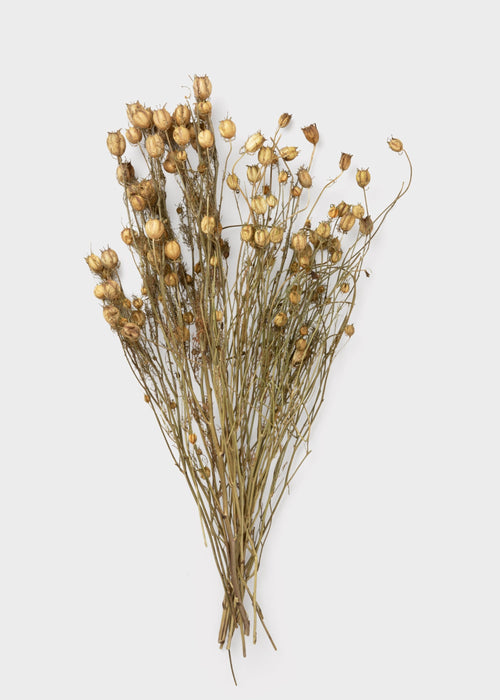 Purple and Green Natural Dried Nigella Flowers - 1.5 oz Bunch