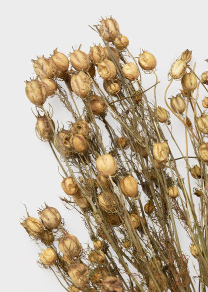 Purple and Green Natural Dried Nigella Flowers - 1.5 oz Bunch