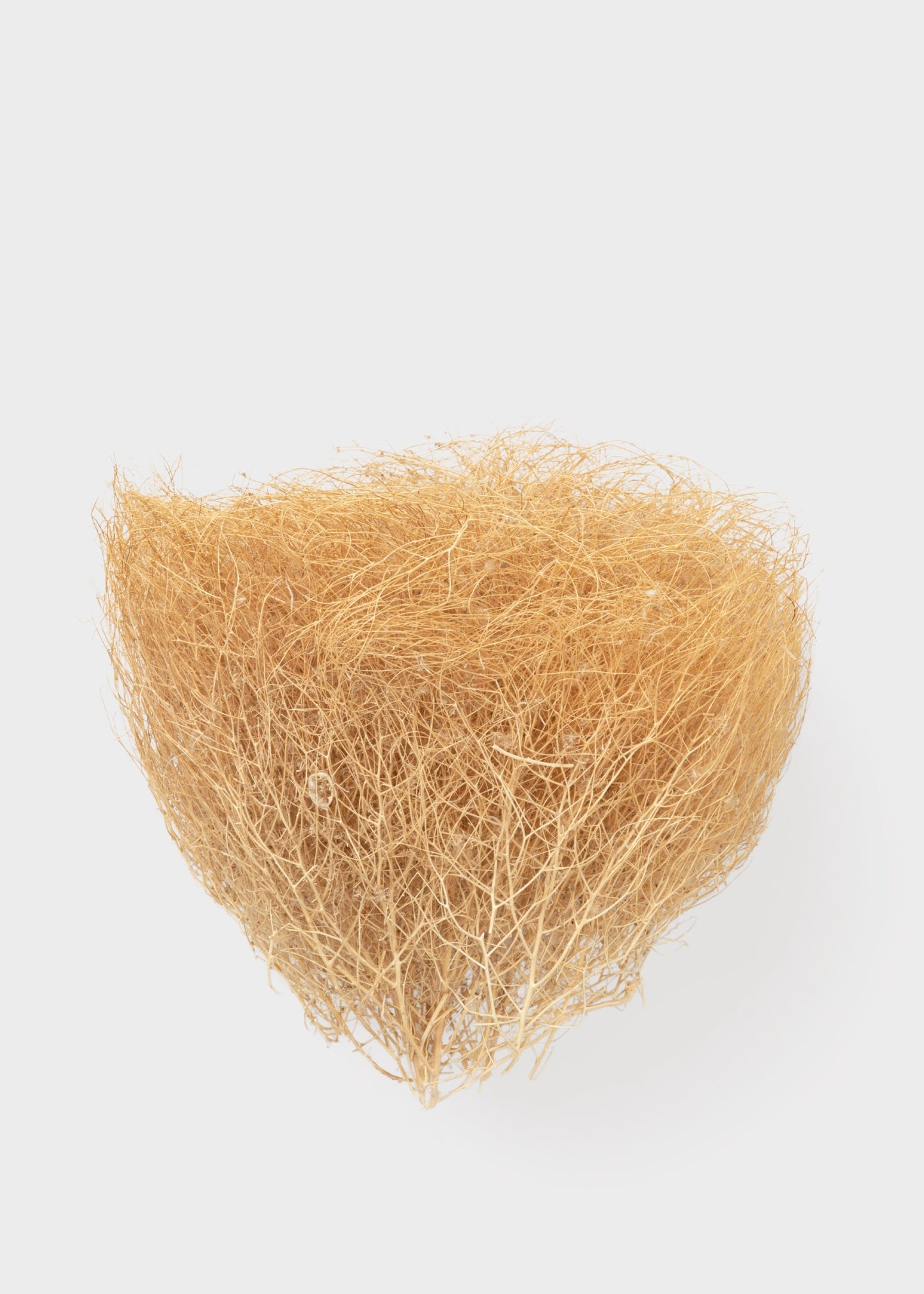 Natural Dried Tumbleweed Bunch in Medium Size - 12-18" Wide