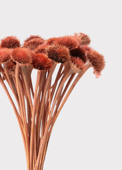 Mini Daisy Wildflower Dried Flower Bouquet in Pink - 7"