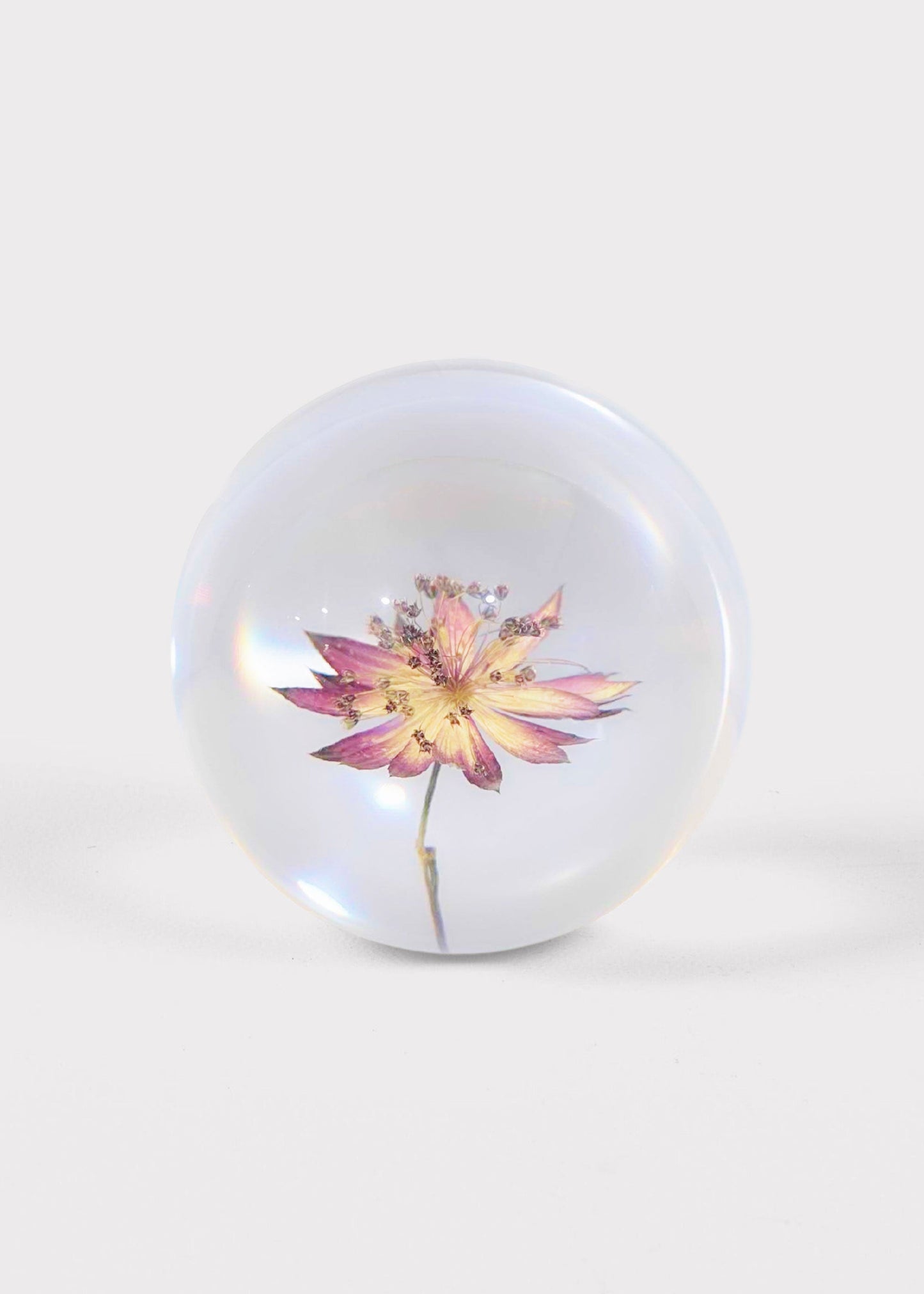 Preserved Purple Flower Head Paperweight - 3"