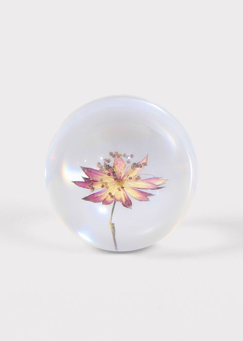 Preserved Purple Flower Head Paperweight - 3"