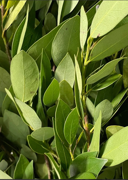 FRESH Large Fragrant Bay Leaf Bunch - 25-30"