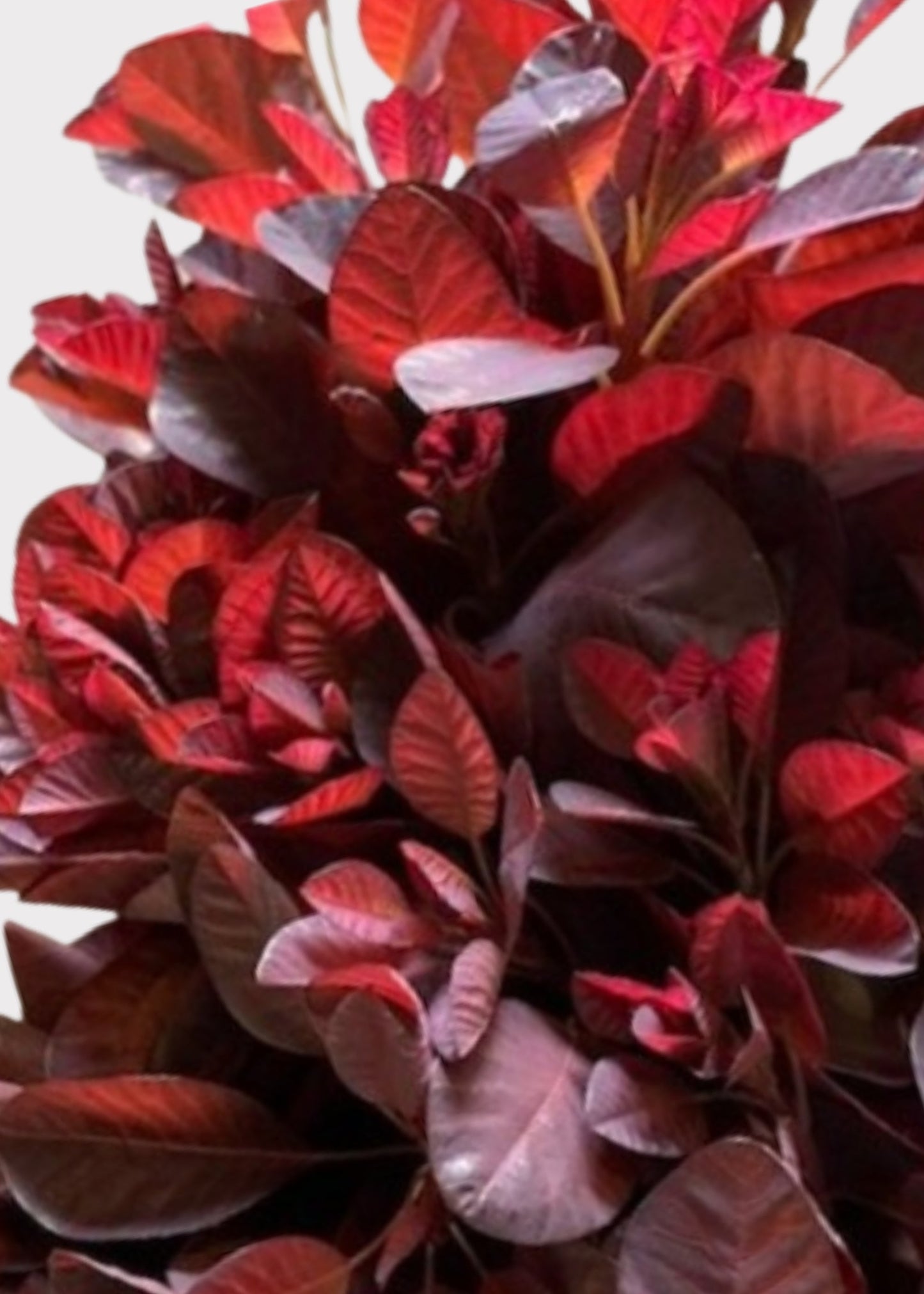 FRESH Cotinus Smokebush Fall Leaf Bunch in Brown - 18"