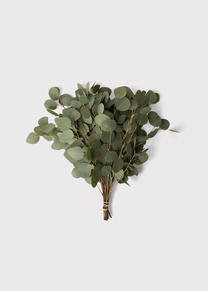 FRESH Silver Dollar Eucalyptus Leaf Bunch - 18"