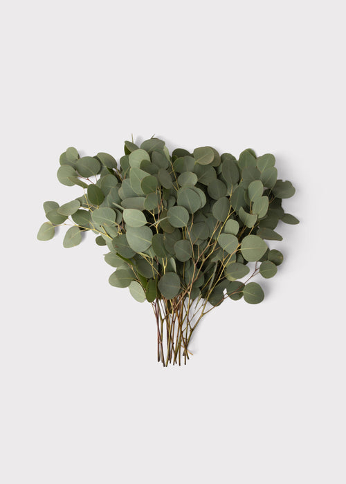 FRESH Silver Dollar Eucalyptus Leaf Bunch - 18"
