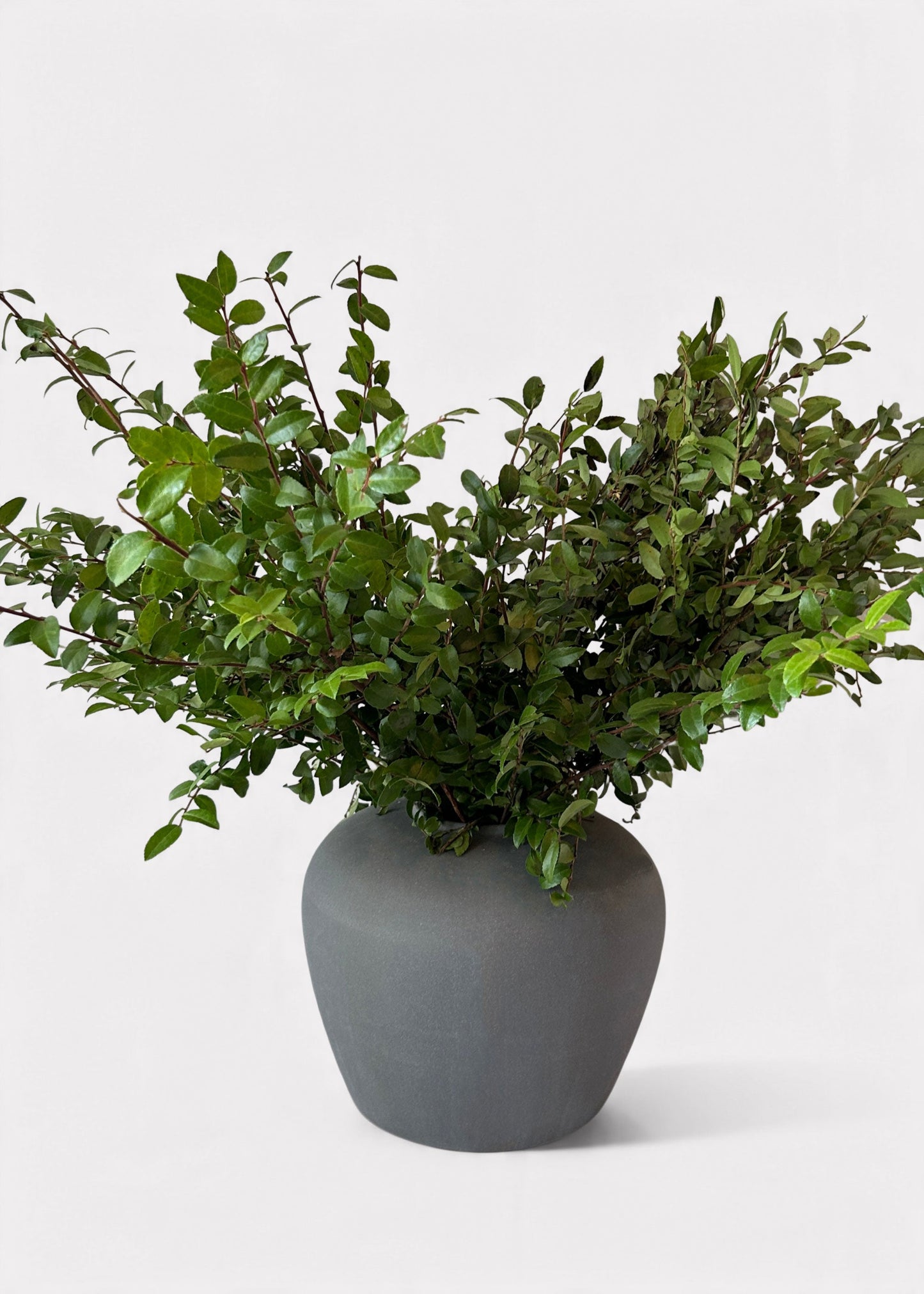 FRESH Huckleberry Foliage Branches in Green - 12-18"
