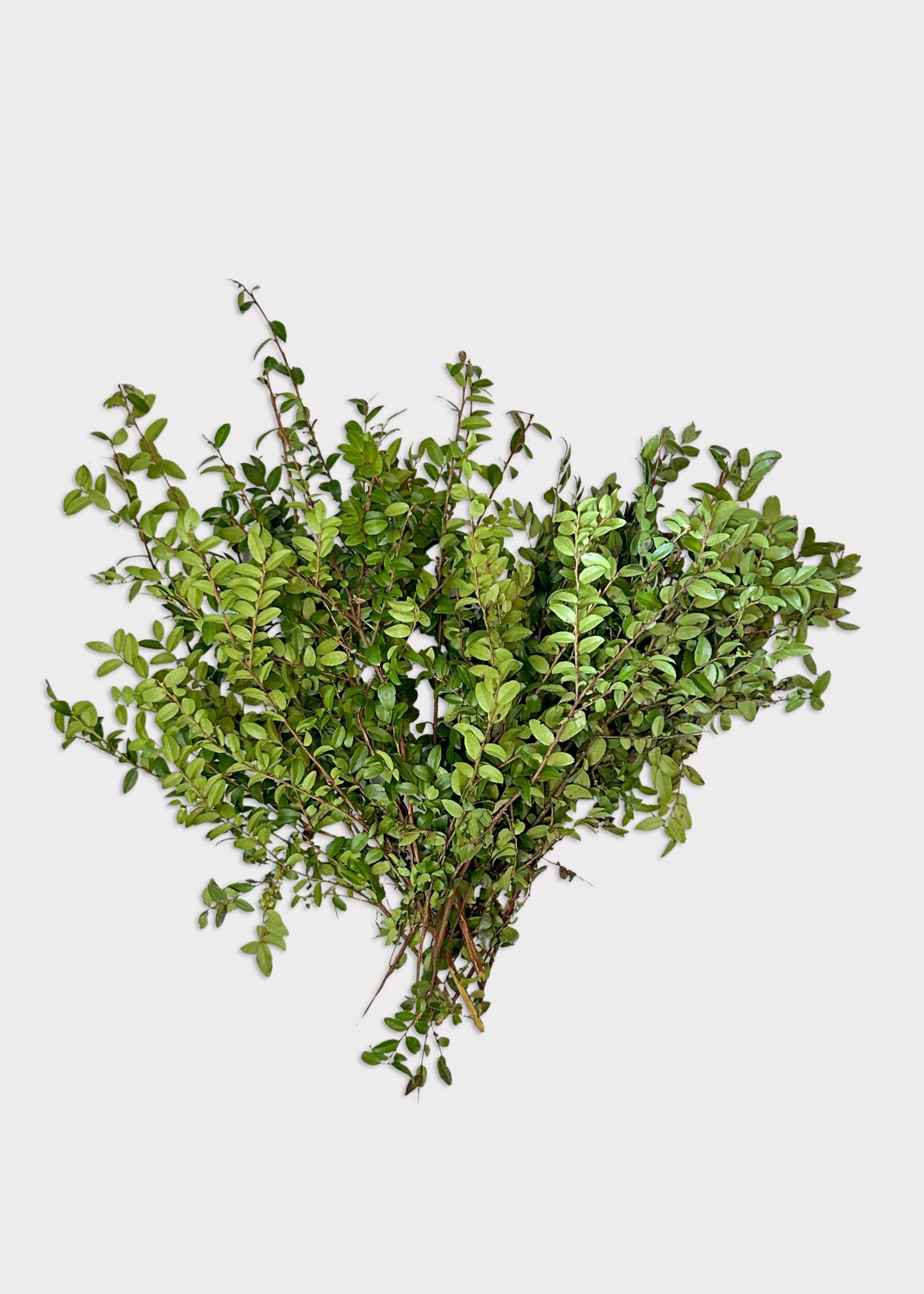 FRESH Huckleberry Foliage Branches in Green - 12-18"