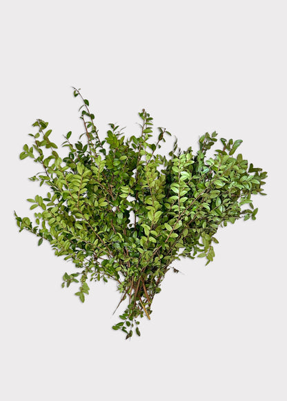 FRESH Huckleberry Foliage Branches in Green - 12-18"