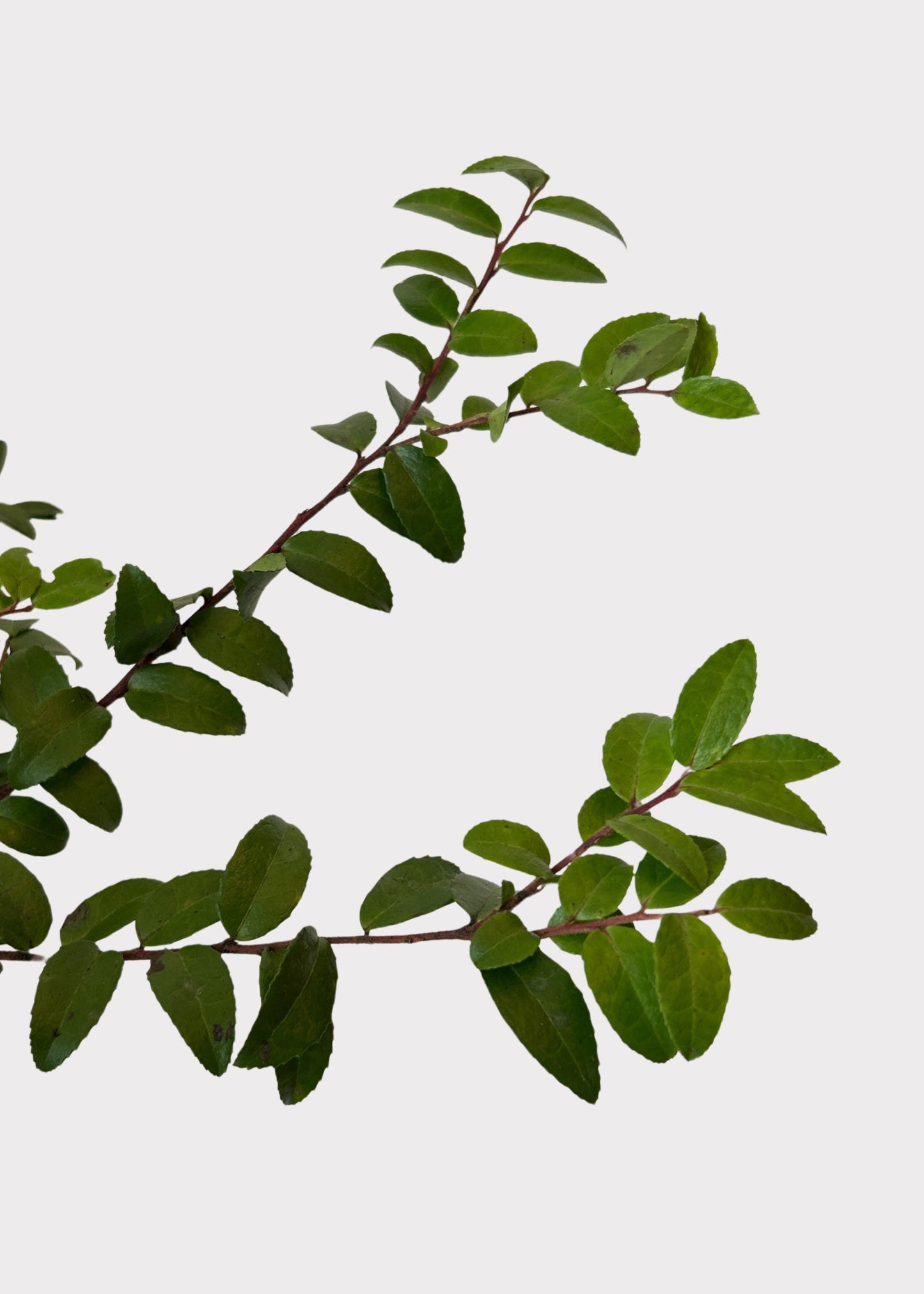 FRESH Huckleberry Foliage Branches in Green - 12-18"