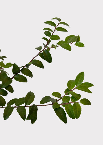 FRESH Huckleberry Foliage Branches in Green - 12-18"