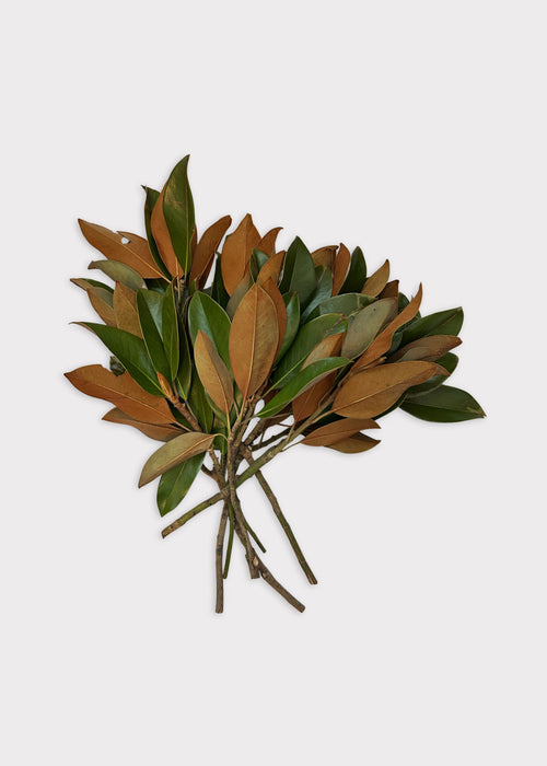 FRESH Magnolia Leaf Bunch - 12-18"