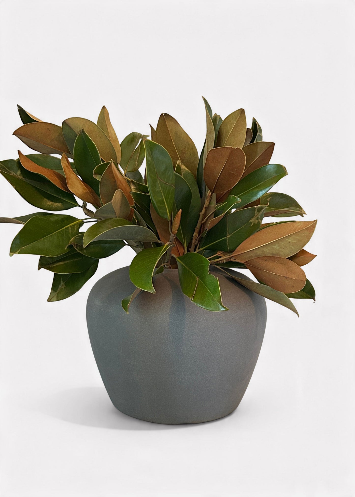 FRESH Magnolia Leaf Bunch - 12-18"