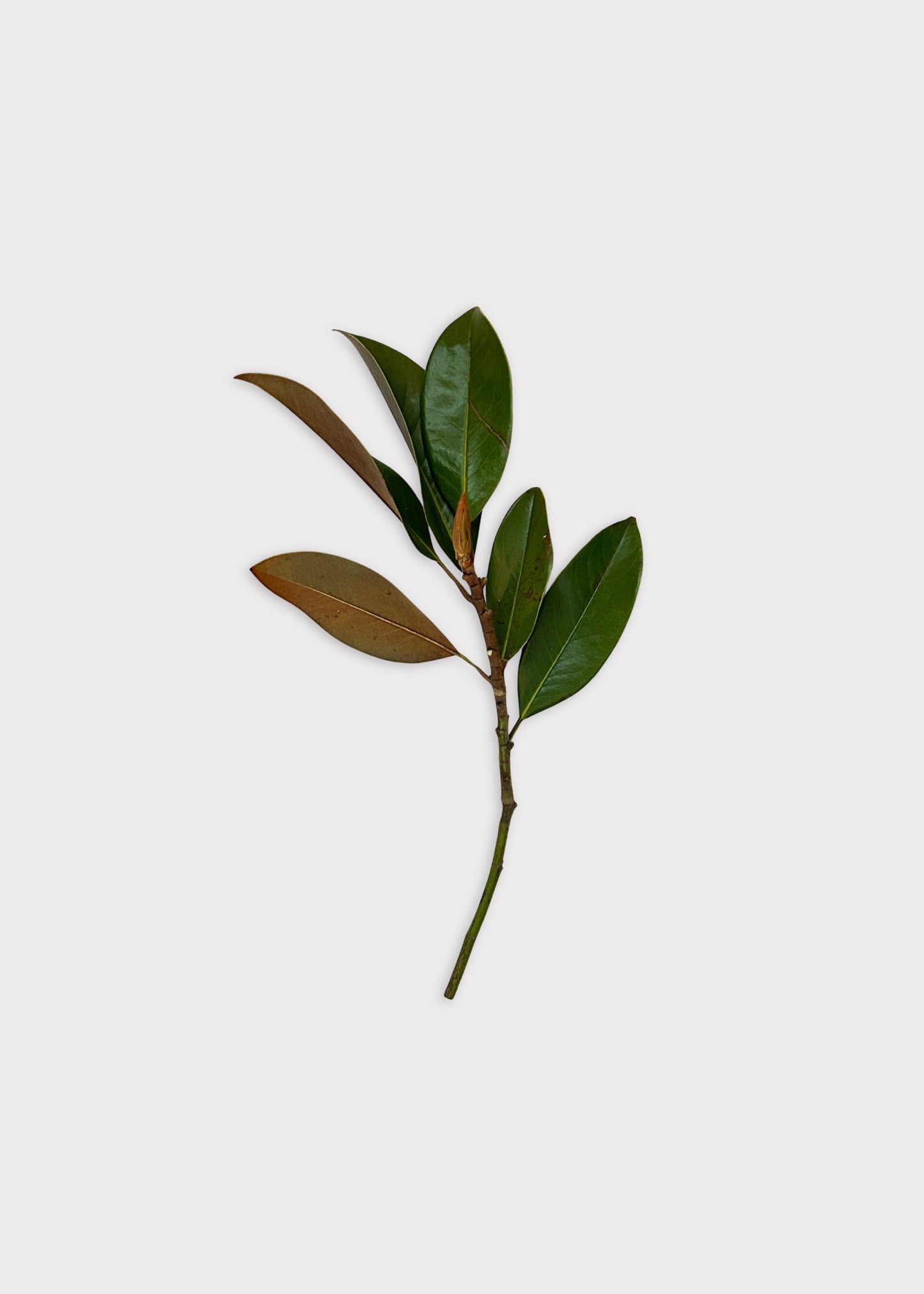 FRESH Magnolia Leaf Bunch - 12-18"