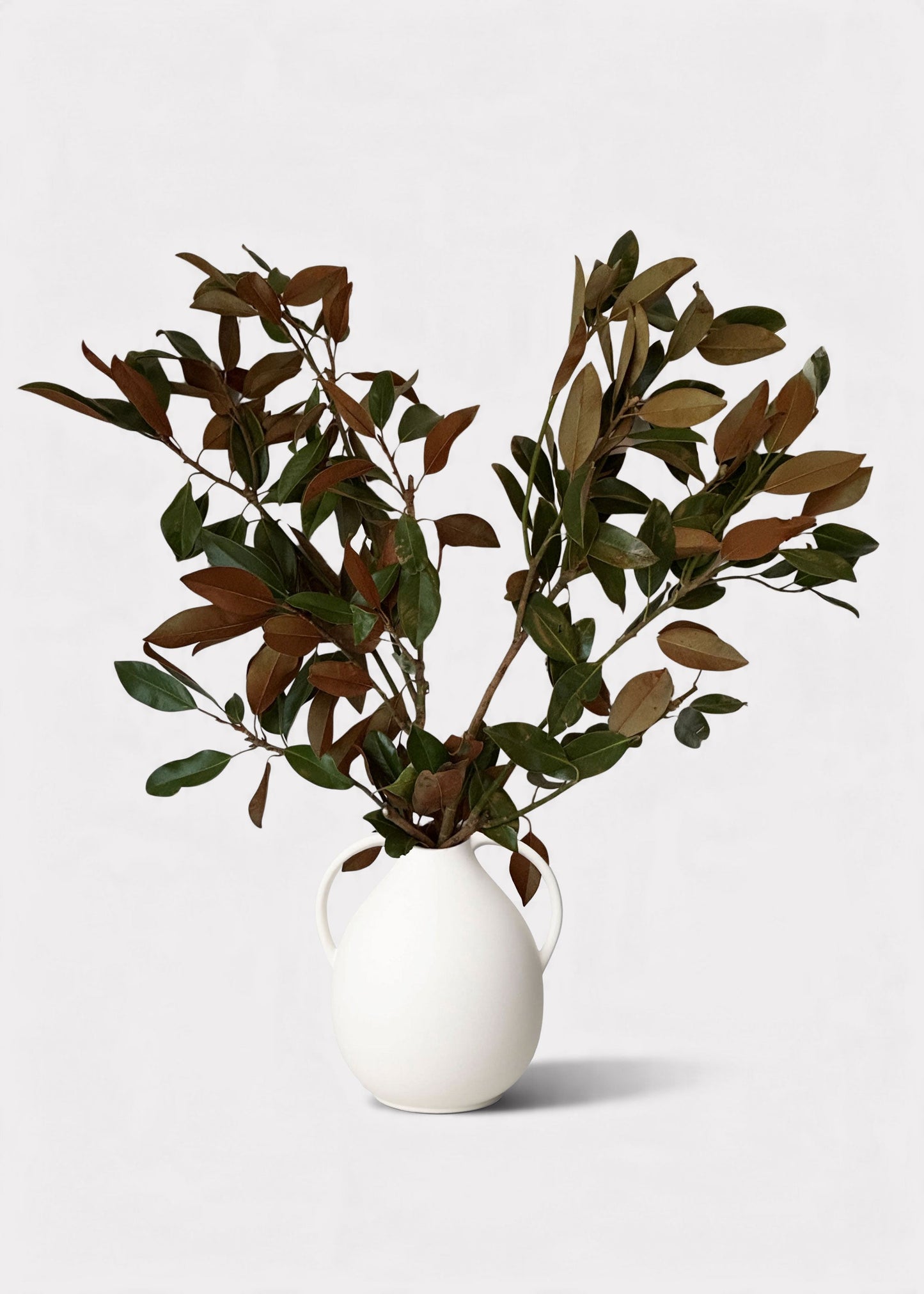 FRESH Magnolia Foliage Branches - 48"