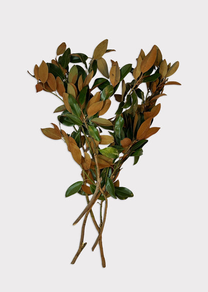 FRESH Magnolia Foliage Branches - 48"