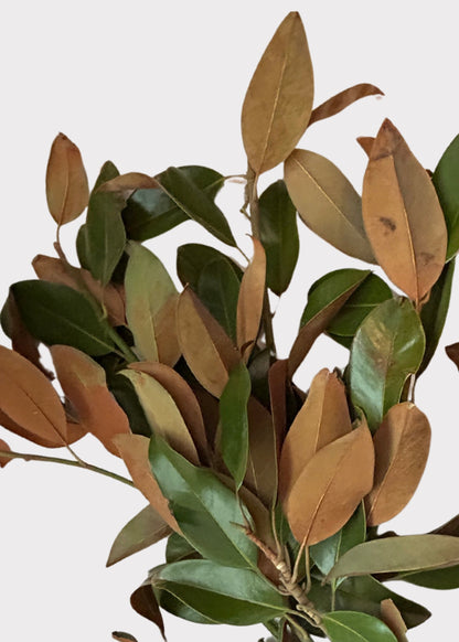 FRESH Magnolia Foliage Branches - 48"